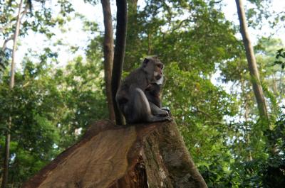 久しぶりの東南アジア~ウブドをぶらぶら~