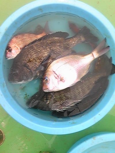 徳島県鳴門市堂浦のチヌ（黒鯛）のかかり釣り　