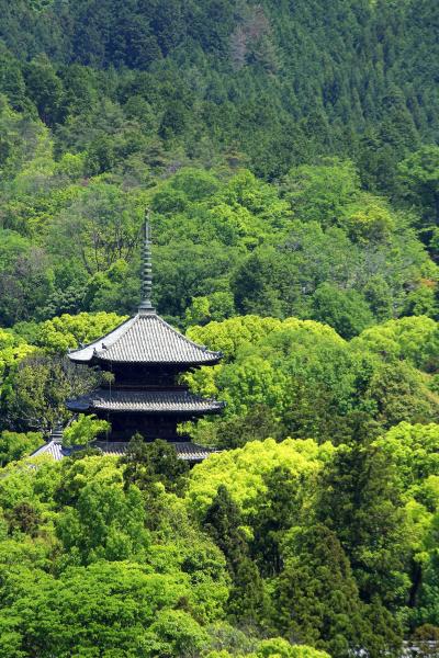 京都を歩く(121)　紅葉の名所の青もみじ⑤　緑に包まれる初夏の龍安寺・仁和寺