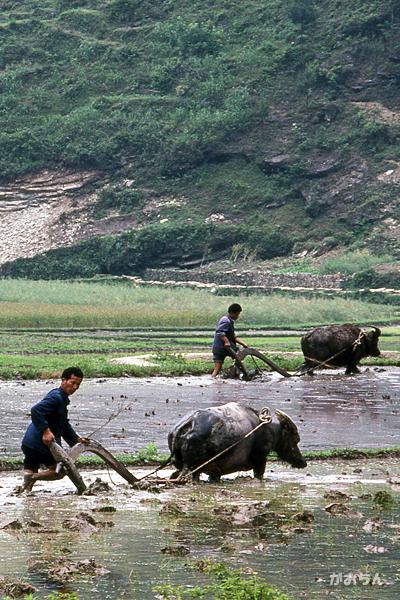 黔東南の田舎をめぐる～貴州の旅1991