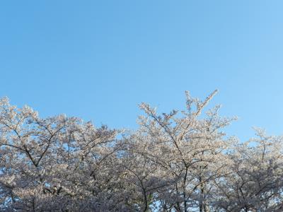 2012年桜だより◆兵庫県立播磨中央公園で花見（兵庫県加東市）