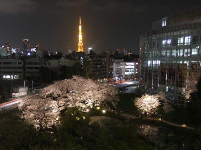 2012都内桜紀行～毛利庭園～