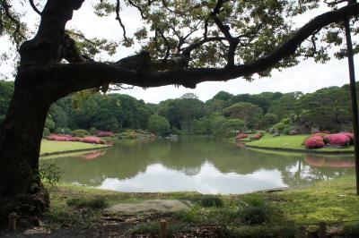 東洋文庫と六義園のサツキとアジサイ