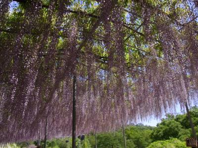 藤を観たついでに渡良瀬橋(日帰り)