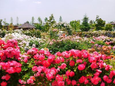 花菜ガーデン　～Rose Festival 2012 春～