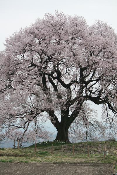 王仁（わに）塚桜を求めて