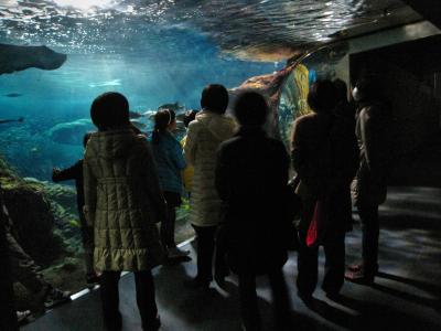 新江の島水族館　お泊りナイトツアー