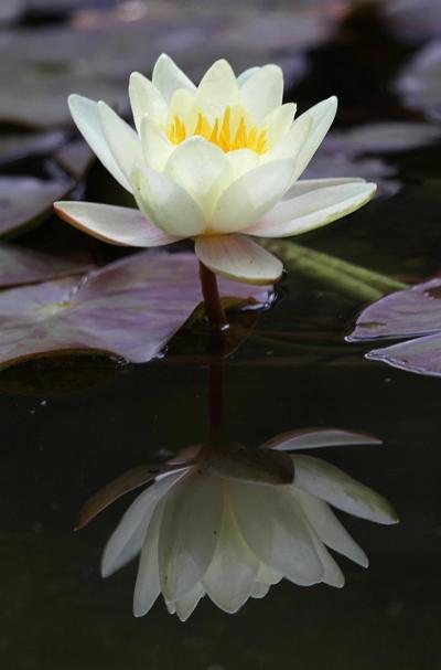 Solitary Journey ［1057］ 水辺を美しく彩るモネ邸ゆかりの睡蓮＆色あざやかな薔薇園＜湧永満之記念庭園＞広島県安芸高田市