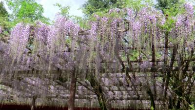 笠間陶炎祭と花めぐり