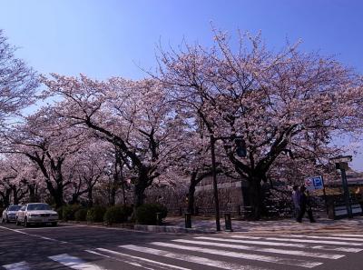 スカイツリーと桜（４）最終日は小田原でお花見