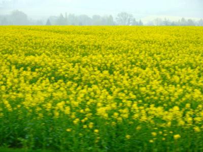 ベネルクス25日間　第十日目（120428）