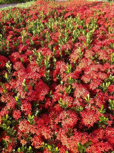 朝の散歩で見つけた亜熱帯の花．．．