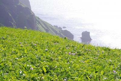 花の浮島　礼文へ　その３