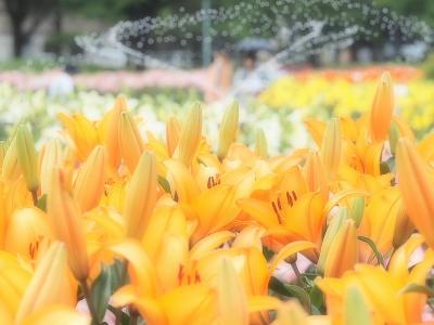 千種公園　色とりどりのユリに癒されて。。。名古屋の夏を乗り切ろう　スイカフラッペとカレーで元気をチャージ！