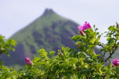 花の浮島　礼文へ　その４