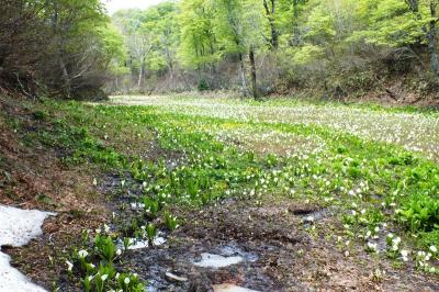 ［12］飛騨市・天生湿原の「水芭蕉」