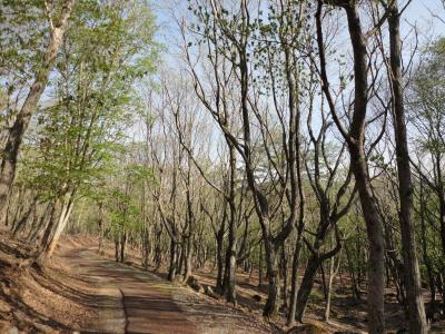 初夏の兵庫ドライブ③「峰山高原リラクシアの森散歩のあと，ホテルで朝食～」