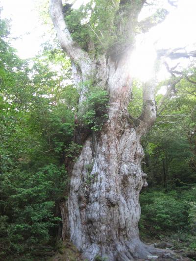 縄文杉に会いたくて