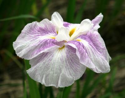 2012梅雨、知立公園の花菖蒲(3/3)：麗月、愛知の輝、稲妻、稚児の化粧、越後獅子