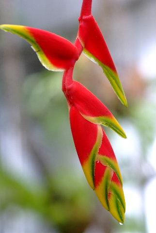 2012雨　夢の島熱帯植物園