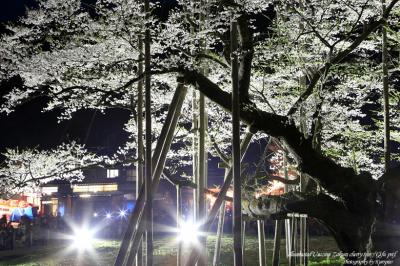 日本三大桜！満開そしてライトアップの根尾谷淡墨桜（淡墨ザクラ/うすずみざくら）　/　岐阜県本巣市　淡墨公園