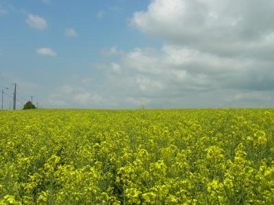 滝川・菜の花~アルテピアッツァ美唄2012'6