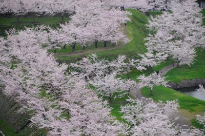 【300冊記念】春の妖精舞う北海道へ【４】～五稜郭の桜～