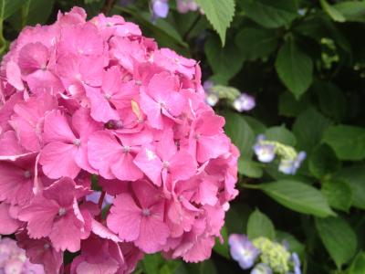 フラッと紫陽花通り・飛鳥山公園