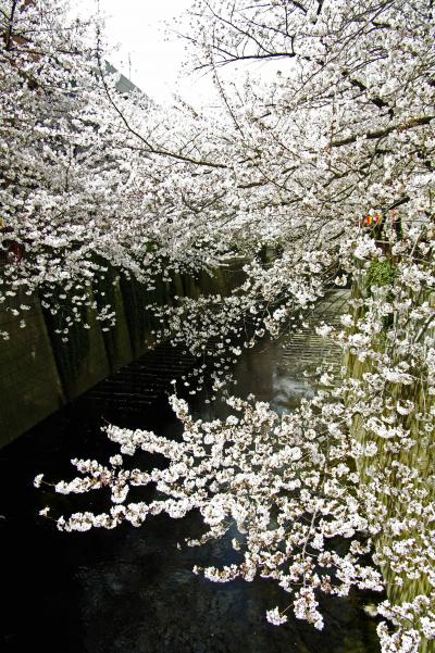 今年も目黒川の桜で春を迎えます