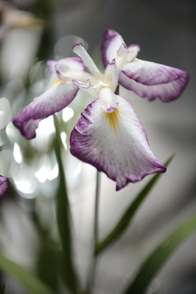 万博公園の菖蒲 2012