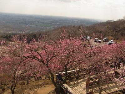 つくば山（梅林園）