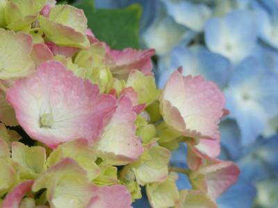 紫陽花の繊細なパステルカラーにほっこり～！！