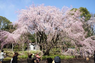 上野公園の早咲き桜と六義園の枝垂れ桜