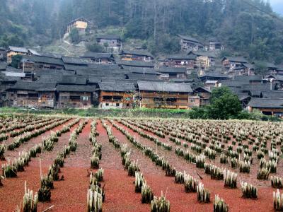 旅 中国→ラオス→中国 郎徳上寨、日帰り散策