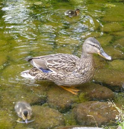 札幌・豊平公園でカモの雛がスクスク