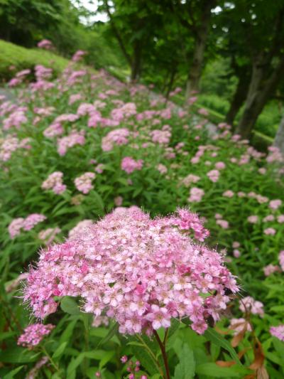 ６月花散歩♪　愛知県緑化センター