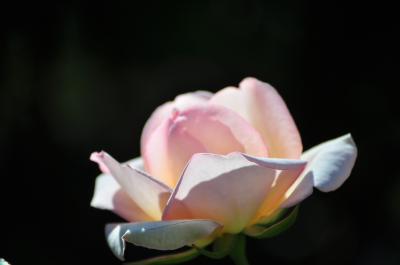 お花見は桜だけではありませぬ☆近場花巡り