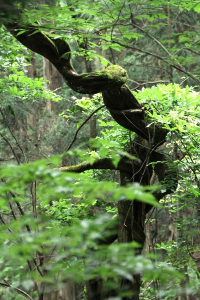 Solitary Journey ［1061］ 山中ひとり歩き。。 ﾍ（´ｏ｀；）へ。。ﾁｶﾚﾀ…＜小倉山城跡の花菖蒲園＆八栄神社の大ヒノキ＞広島県北広島町