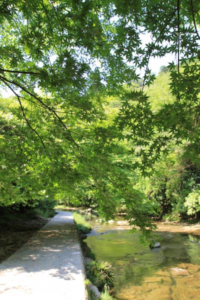 養老渓谷/勝浦/安房鴨川ぐるり旅【23】～太陽に照らされた新緑の養老渓谷～粟又の滝＆遊歩道