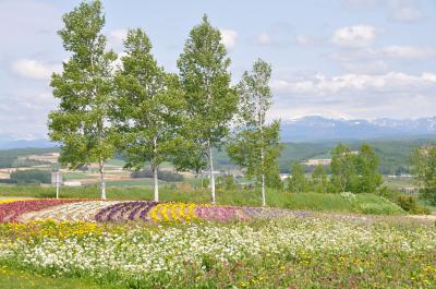 春の北海道*その３*「層雲峡から美瑛・富良野」