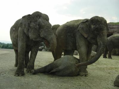 九州アフリカンサファリのインドゾウのウーシーに会いに!