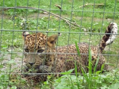 世界で唯一のネコ科動物園