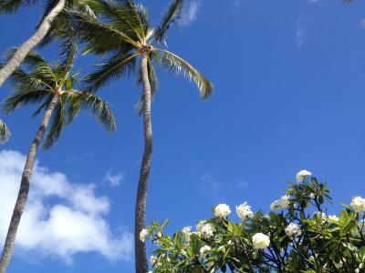 プルメリアビーチハウスで朝食&戦利品 ☆ハワイ女子旅 4☆