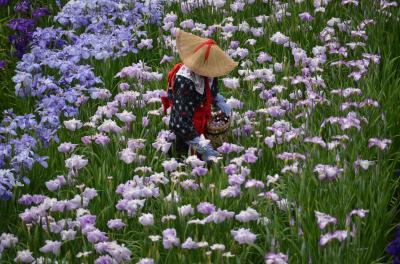 花菖蒲を訪ねて　横須賀しょうぶ園