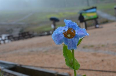 雨でより秘めやかに　ヒマラヤの青いケシ咲いたよ!