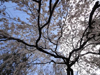 サクラ咲け! 極寒京都 ぱ~と1