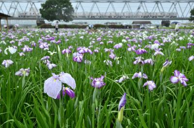 小岩菖蒲園に雨中に咲く花菖蒲を見に訪れてみた