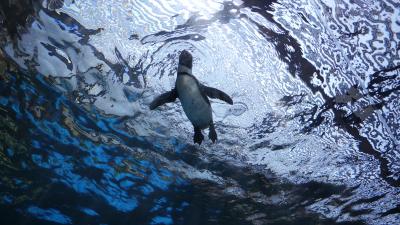 京都2012初めての水族館へ 