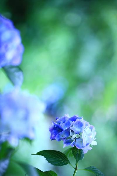 奈良　矢田寺の紫陽花