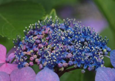 横浜八景島シーパラダイスあじさい祭り　紫陽花はもう少しで見ごろを迎えます　２０１２年６月１７日